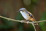 Gray-headed Robin